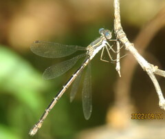 Lestes congener
