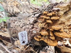 Rhodofomes cajanderi