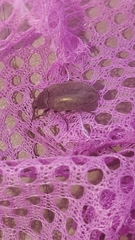 Bothrotes canaliculatus