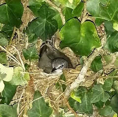 Motacilla capensis capensis