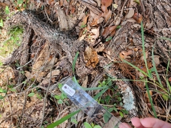 Rhodofomes cajanderi