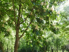 Aesculus hippocastanum