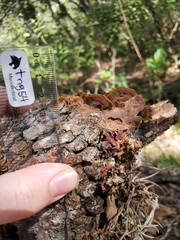 Rhodofomes cajanderi