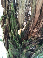 Panellus pusillus