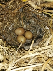 Motacilla capensis capensis