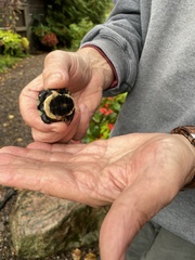 Emydoidea blandingii