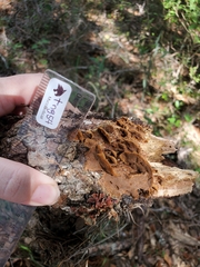 Rhodofomes cajanderi