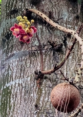 Couroupita guianensis