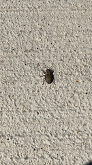 Naupactus