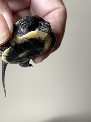 Emydoidea blandingii