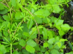 Galium aparine