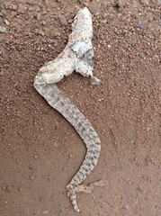 Pituophis catenifer sayi