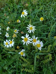 Matricaria chamomilla