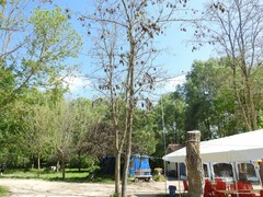 Robinia pseudoacacia