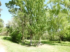 Populus