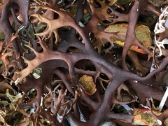 Masonhalea richardsonii