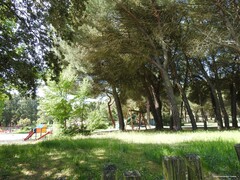 Pinus pinea