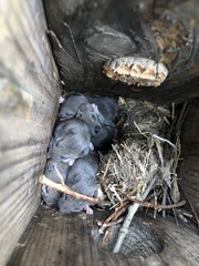 Peromyscus maniculatus