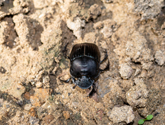 Phanaeus triangularis