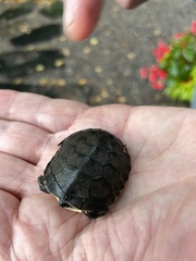 Emydoidea blandingii