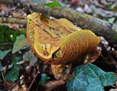 Suillellus luridus