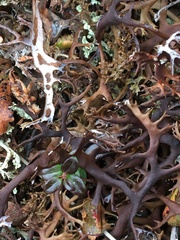 Masonhalea richardsonii