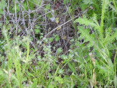 Valerianella