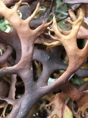 Masonhalea richardsonii