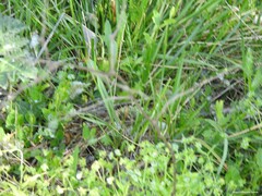 Valerianella
