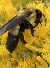 Bombus fraternus