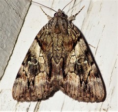 Catocala blandula