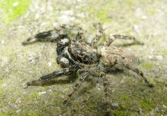Menemerus taeniatus