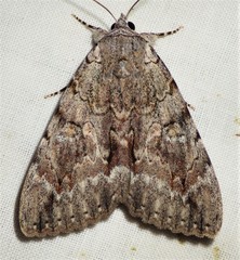Catocala habilis