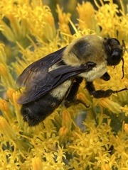 Bombus fraternus