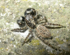 Menemerus taeniatus