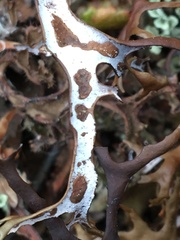 Masonhalea richardsonii