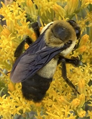 Bombus fraternus