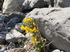 Calceolaria