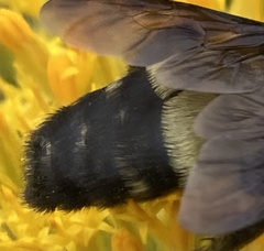 Bombus fraternus