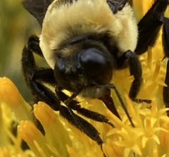 Bombus fraternus