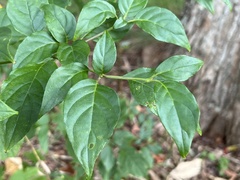Cornus alternifolia