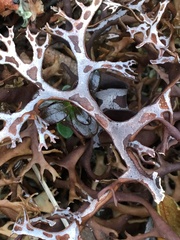 Masonhalea richardsonii