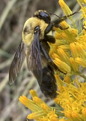 Bombus fraternus