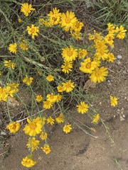 Xanthisma spinulosum