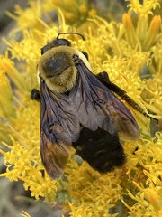 Bombus fraternus