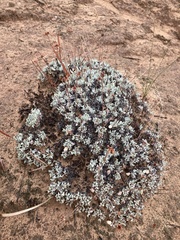 Eriogonum ovalifolium