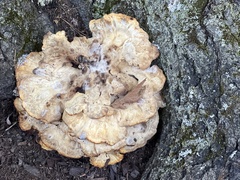 Climacocystis borealis