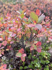Vaccinium uliginosum