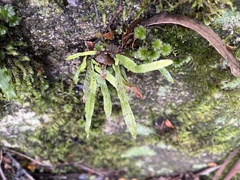 Notogrammitis billardierei