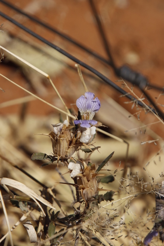 Image of Blepharis diversispina by (c) Tony Rebelo, some rights reserved (CC BY-SA)